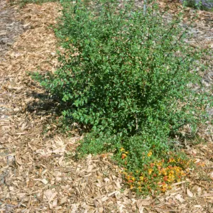 Keckiella antirrhinoides x cordifolia K03