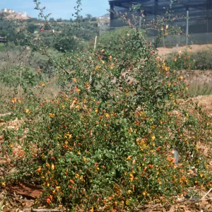 Keckiella antirrhinoides x cordifolia K03:K01xK02