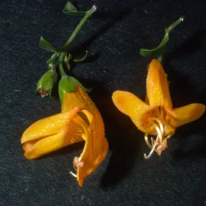 Keckiella antirrhinoides x cordifolia K03 actins+zygs mosphie