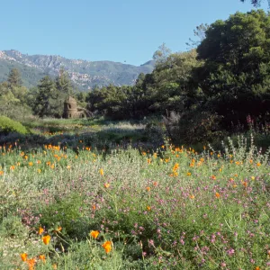 Toad Hall, wildflowers in the Meadow