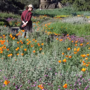Toad Hall, wildflowers in Meadow