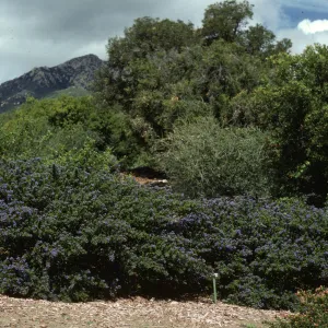 Ceanothus 'Far Horizons' SBBG Porter