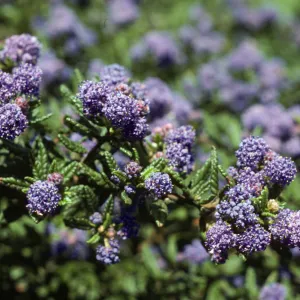 Ceanothus 'Far Horizons' SBBG Porter