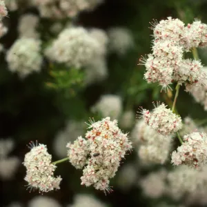 Eriogonum fasciculatum, San Marcos Rd, Santa Barbara, CA