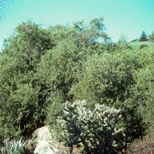 Simmondsia chinensis