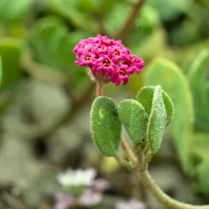 Abronia maritima nyctaginaceae Coal Oil Pt SB Co, CA