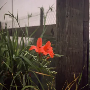 Gladiolus breeding trials