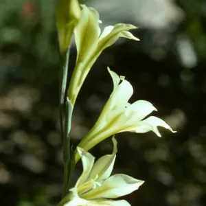 Gladiolus breeding trials Gladiolus tristis