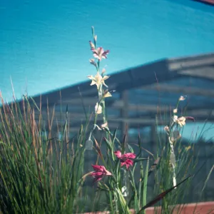 Gladiolus hybrids