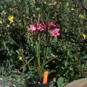 Gladiolus hybrids, Gladiolus tristis