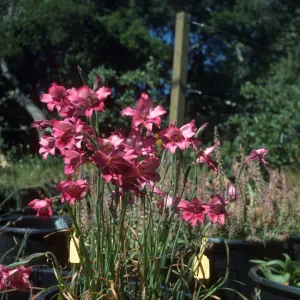 Gladiolus hybrids, Dick Dossstts Nursery