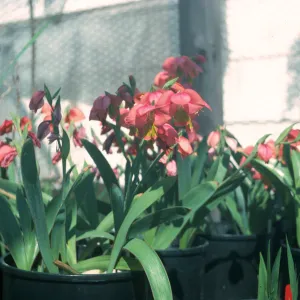 Gladiolus hybrids