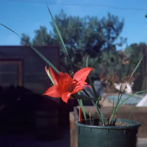 Gladiolus hybrids