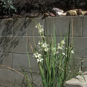 Gladiolus hybrids