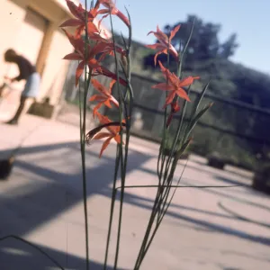 Gladiolus hybrids