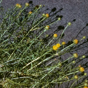 Eastwoodia elegans, Arroyo Del Puerto, Stanislaus County