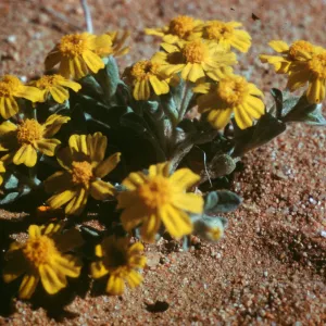 Eriophyllum wallacei, Kramer, Mojave Desert