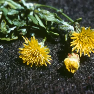 Malacothrix incana, Surf, Santa Barbara County