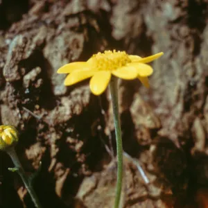 Monolopia gracilen, Hecker Pass