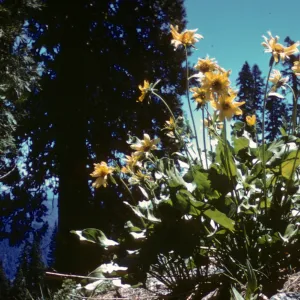 Balsamorhiza deltoidea, Little Grayback, 5000 feet, Siskiyou County