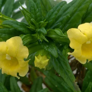 Mimulus aridus