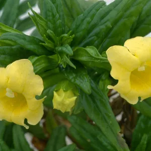 Mimulus aridus