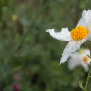 Romneya coulteri