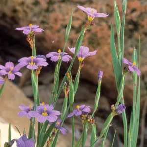 Sisyrinchrium bellum