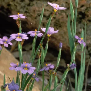 Sisyrinchrium bellum