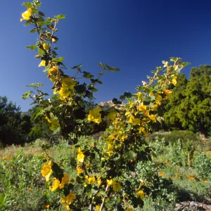 Fremontodendron 