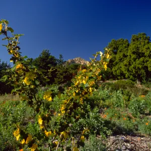 Fremontodendron 