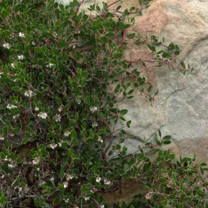 Arctostaphylos (Manzanita) naturally espaliered against sandstone boulder