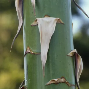 Agave (Century Plant)