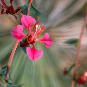 Clarkia