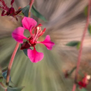 Clarkia