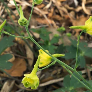 Delphinium luteum, SBBG