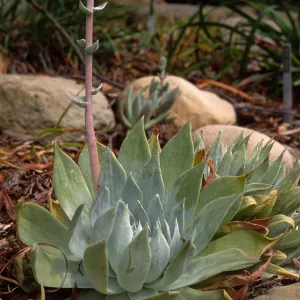 Dudleya (liveforevers)