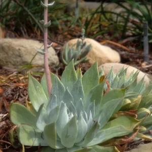 Dudleya (liveforevers)
