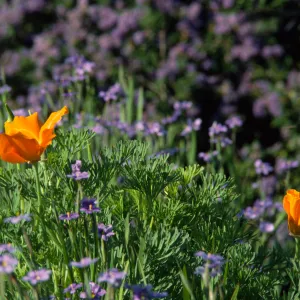Eschscholzia californica and Sisyrinchrium bellum