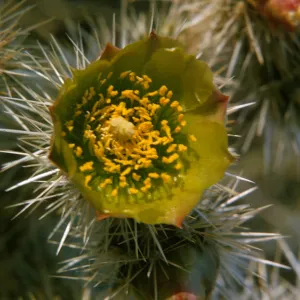 Cactus, Opuntia Spec. (Prickly-pear)