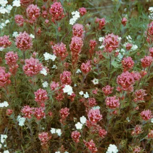 Orthocarpus purpurascens, Owls Clover and Nevitas