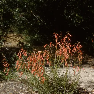 Penstemon