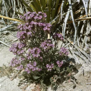 Phacelia