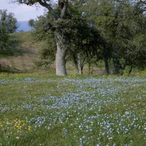 Nemophila menziesii