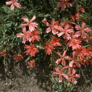 Silene californica, Mt Pinos