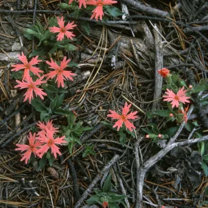 Silene californica, Mt Pinos