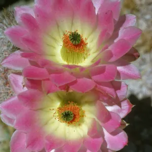 Opuntia (Prickly-pear), cactus flower