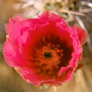 Opuntia (Prickly-pear), cactus flower