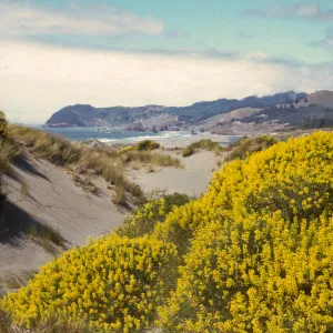 Lupinus arboreus, coastal sand dune