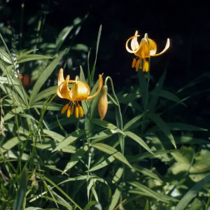 Lilium wigginsii